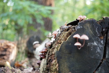 Schwindlinge an totem Baumstamm