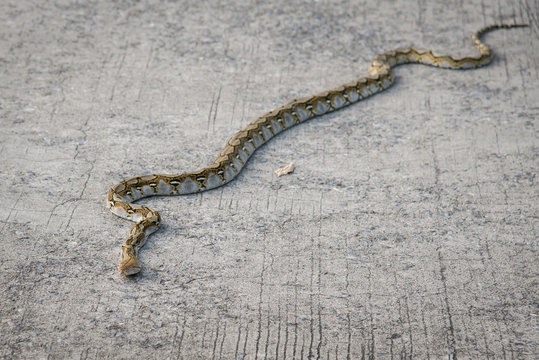 Close up of boa snake