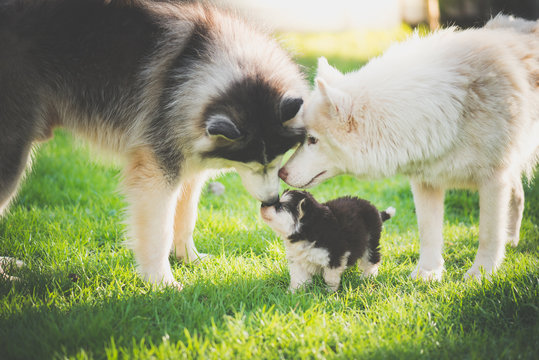 Family Of Siberian Husky Dog Playing On Green Grass