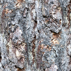 seamless gray tree bark texture of a pine trunk. closeup, texture, background.