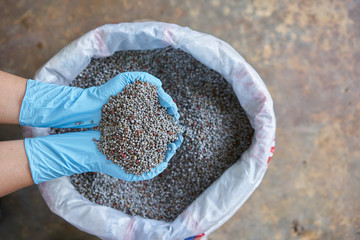 Chemical Fertilizer or Organic Fertilizer