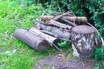 Obraz premium tree logs on the grass at summer. background, nature.