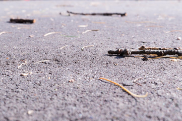 Asphalt at summer with sticks. close up, background.