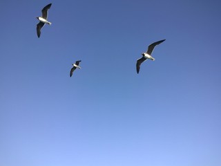 The Birds are Flying