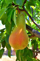 Pear 