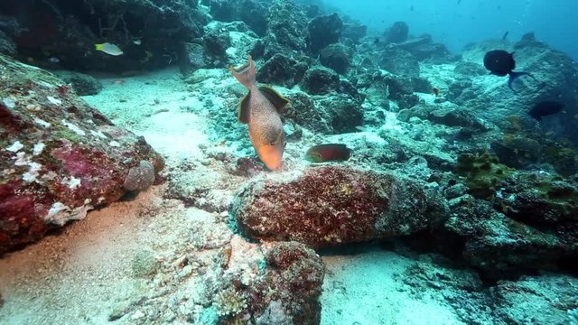 Yellowmargin triggerfish (Pseudobalistes flavimarginatus) searching for food with other reef fish close by 