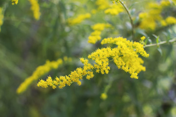желтые цветы мимозы в парке. ветка мимозы крупным планом.