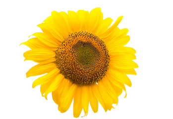 flower of a sunflower