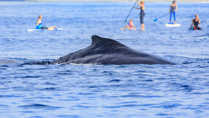 Humpback Whale watching
