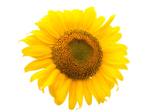 flower of a sunflower