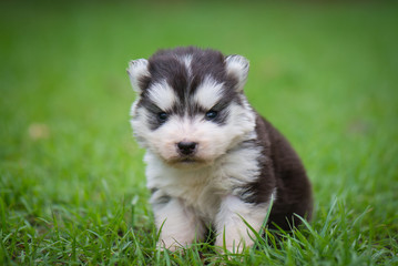 siberian husky puppy on grass
