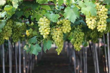 Fototapeta premium wine grapes on cordon at wine yard before harvest ,selective focus with blur background. 