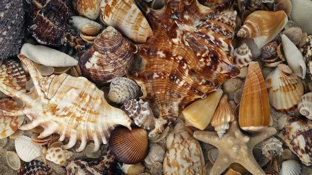 Overhead Shot Of Sea Shells Rotating