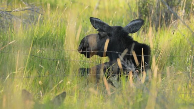 A female moose sitting in tall grass watching over her calves