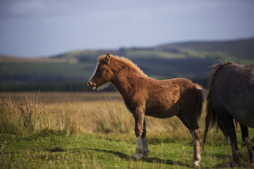 Fototapeta premium brown horse side on 