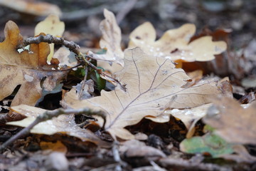 Gefallenes Blatt der Traubeneiche