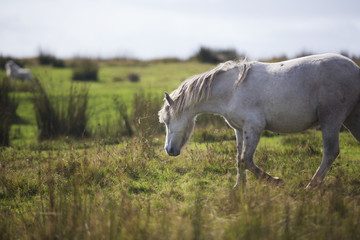 Obraz na płótnie Canvas white haired pony 