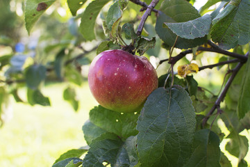 красное яблоко на ветке дерева. яблоко с домашнего сада. 