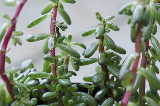 Succulent plant infested by mealybug