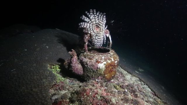 Night view of teapot sitting on coral reef with crinoid on handle and fusilier fish inside 