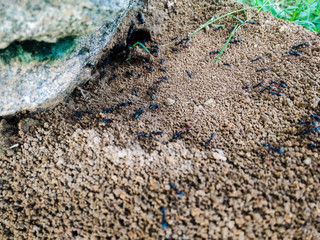Close up view of black ants 