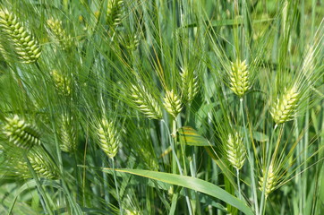 The green ears of barley six-row