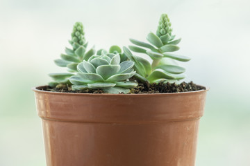Green flowering succulent plant pot windowsill plants