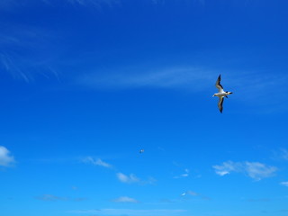 Tölpel im Flug mit blauem Himmel im Hintergrund, Tölpelkolonie in Muriwai Beach, Auckland, Neuseeland