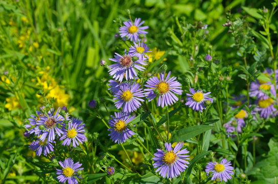Flowers of the Alpine Aster (lat. Aster alpinus) in the garden