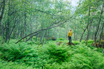 Fototapeta premium Alone tourist in lush norvegian forest