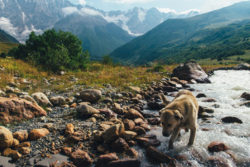 Dog in Upper Svaneti Georgia - 174429538