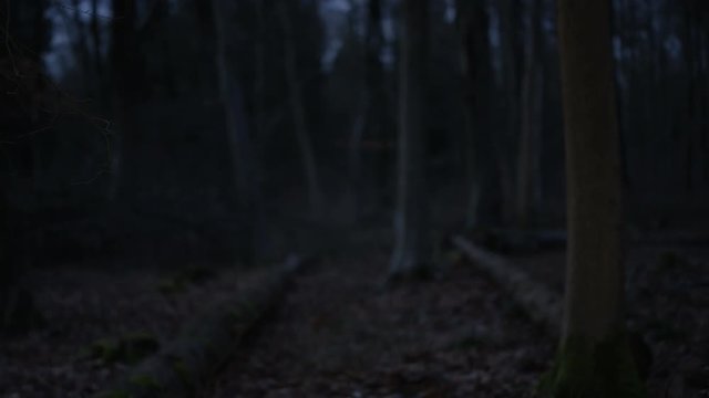 Young fit woman running in the woods at night stops to check smartwatch.