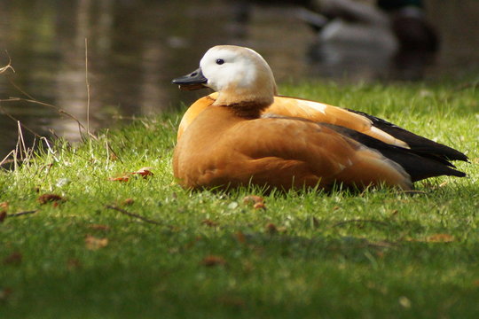 Canard