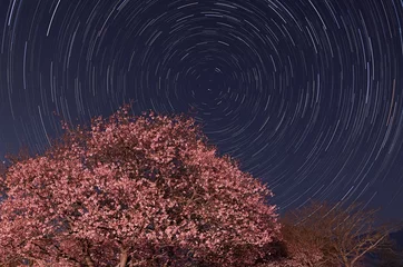 Cercles muraux Fleur de cerisier 河津桜と富士山