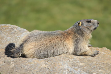 marmottes, Parc du Grand Paradis