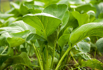 Green leafy vegetables