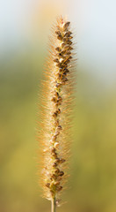 grass with seeds