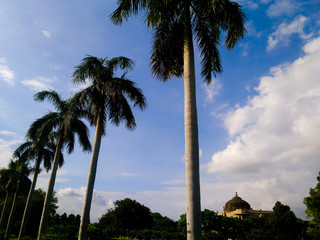 Fototapeta na wymiar Coconut palm tree in a row against cloudy sky and Old fort of Delhi in background