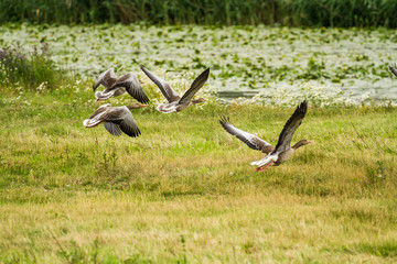 Greylag goose