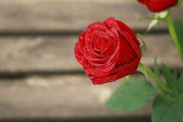 Rosa roja