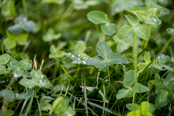 clover macro photo