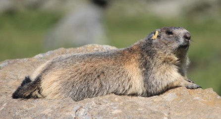 marmottes, Parc du Grand Paradis