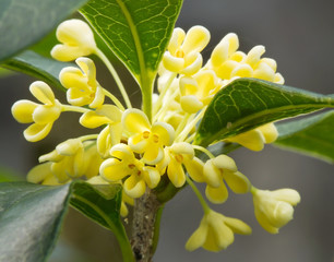 Group of Sweet osmanthus flower blossom close up view