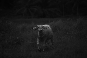 Naklejka premium walking baby buffalo
