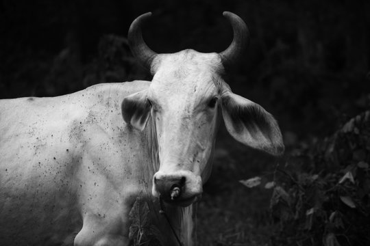 the bulls horns