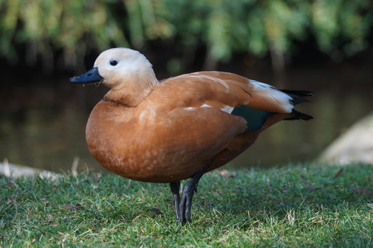 Canard