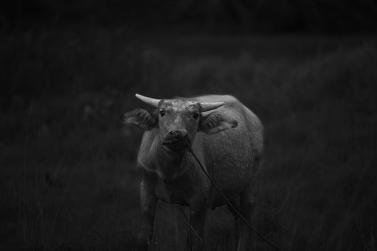 the curious buffalo