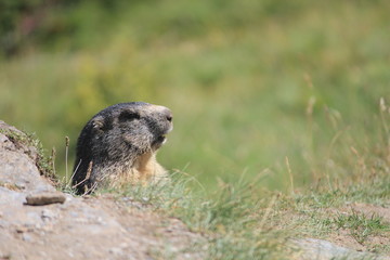 marmottes, Parc du Grand Paradis