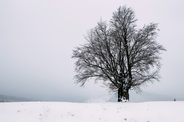 Winter green tree covered with snow.