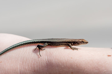 lizard on hand